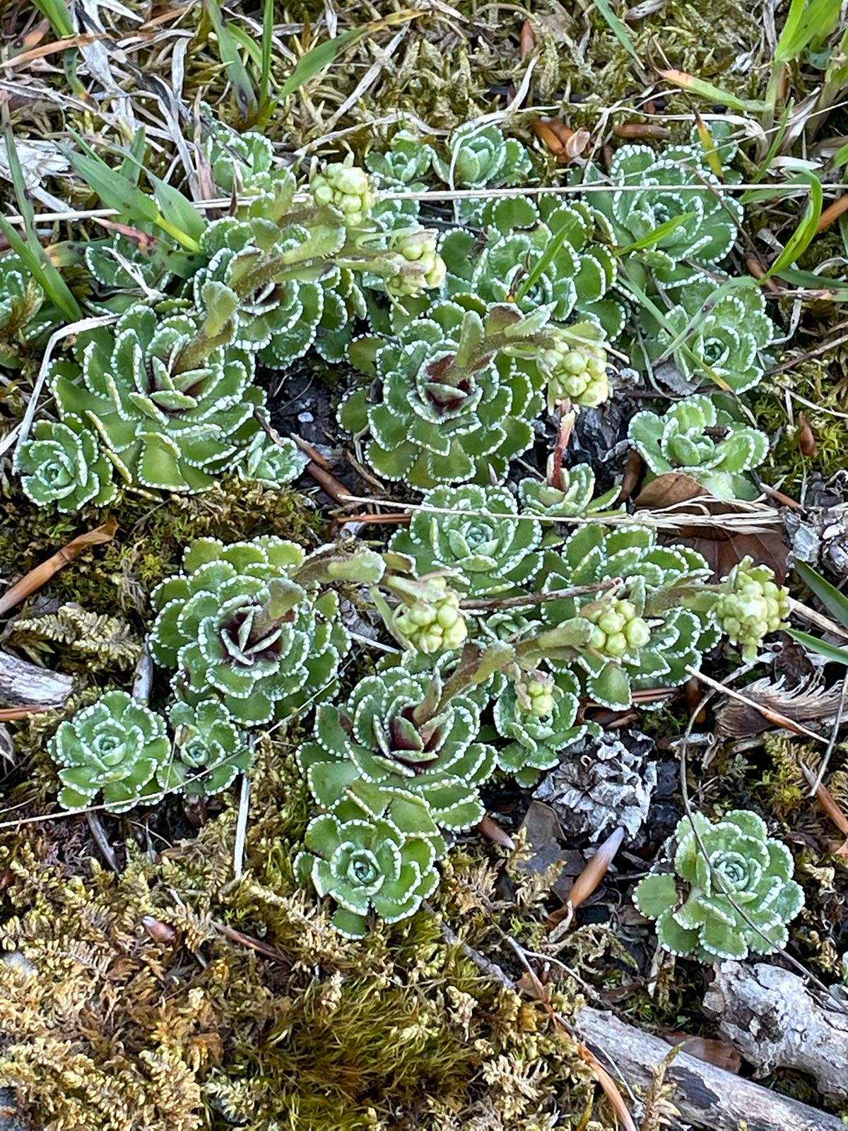 Dorfverein Schwändi Naturspaziergänge 2021