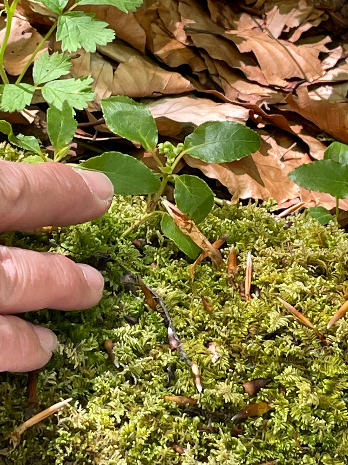 Dorfverein Schwändi Naturspaziergänge 2021